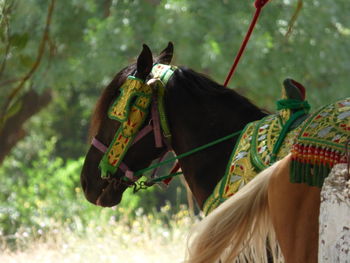 Close-up of a horse on a land
