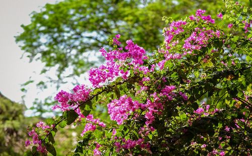 Close-up of pink flowering plant