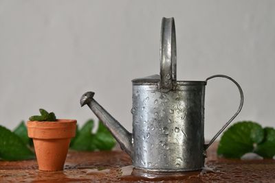 Close-up of potted plant on table against wall