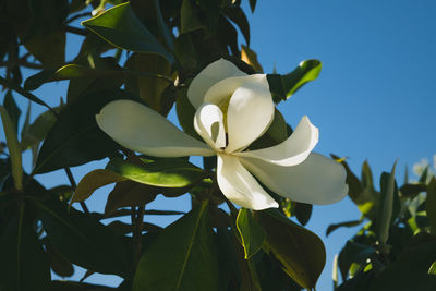 Low angle view of frangipani blooming on plant against sky