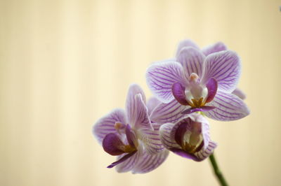 Close-up of flower against blurred background