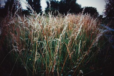 Close-up of plants growing in field