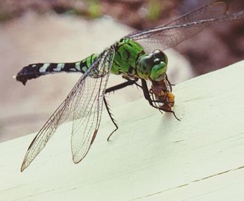 Close-up of dragonfly