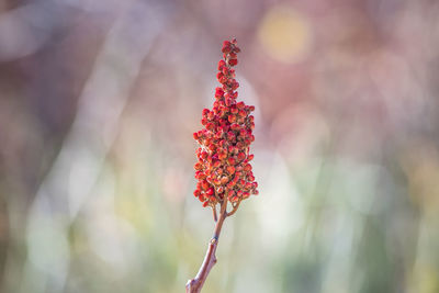 Close-up of red flowering plant