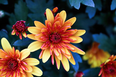 Close-up of orange flowering plant