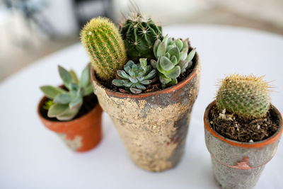 Close-up of potted plant on table