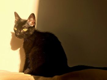 Black cat sitting on wall at home