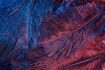 Full frame shot of feathers