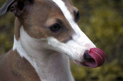 Close-up of dog looking away