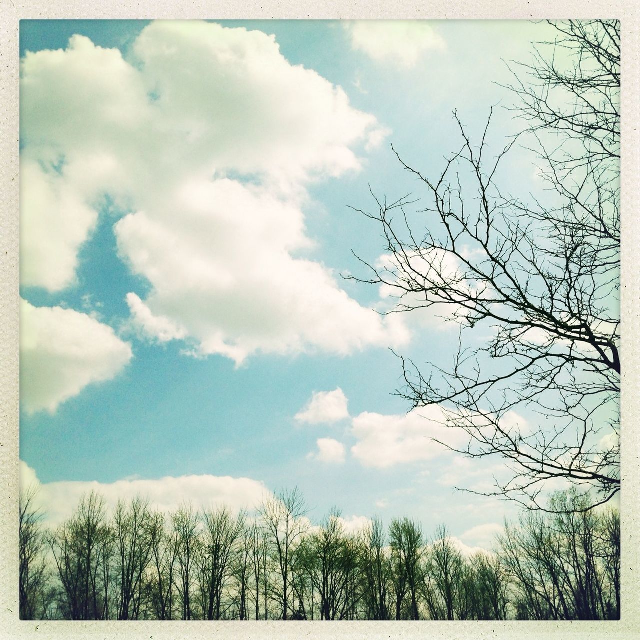 sky, transfer print, tree, low angle view, cloud - sky, tranquility, cloud, auto post production filter, tranquil scene, cloudy, nature, beauty in nature, scenics, bare tree, branch, blue, growth, day, outdoors, no people