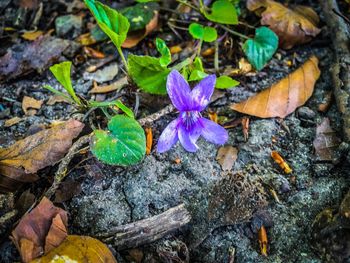 Close-up of purple flowers