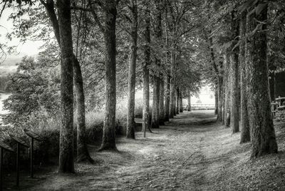 Dirt road passing through forest