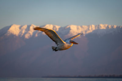 Bird flying against sky