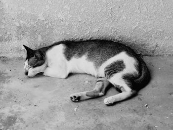 Cat sleeping on floor