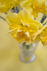 Close-up of yellow flowering plant