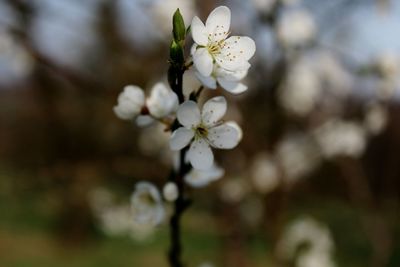 Close-up of apple blossoms in spring