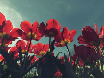 Close-up of red flowering plants against sky