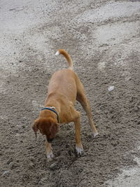 Dog standing on sand