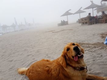 Dog on sand against sky