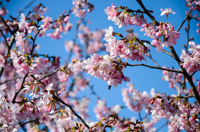 Low angle view of cherry blossoms against sky