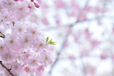 Close-up of pink flowers on tree