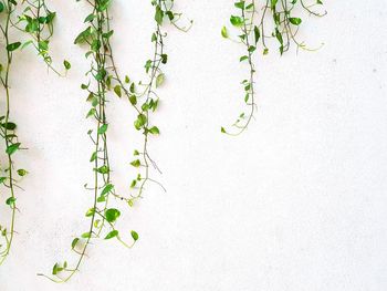 Close-up of ivy against white wall