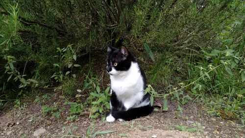 Cat sitting on grass