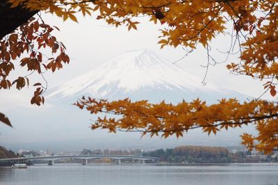 Scenic view of trees with mountain in background