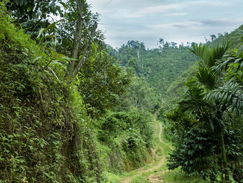 Scenic view of forest against sky