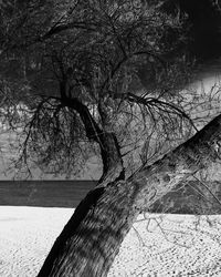 Close-up of tree trunk by sea against sky