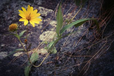 Close-up of yellow flowers