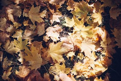 High angle view of yellow maple leaves