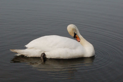 Swan swimming in lake