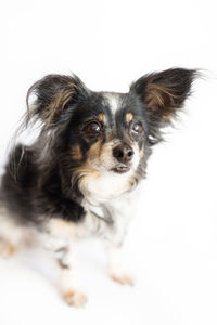 Close-up portrait of a dog over white background