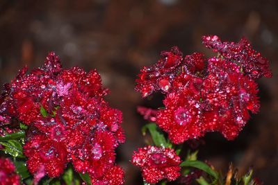 Close-up of red flowering plant