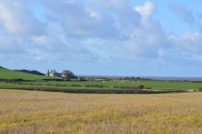 Scenic view of agricultural field against sky