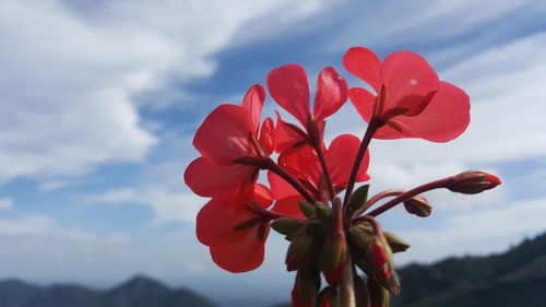 Close-up of red flowers blooming against sky