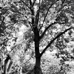 Low angle view of trees