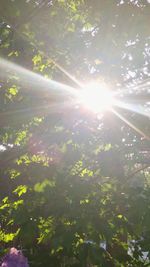 Low angle view of trees in forest against bright sun