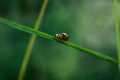 Close-up of insect on grass