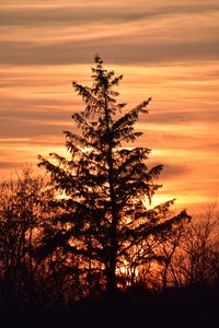 Silhouette of tree at sunset