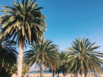 Palm trees against sky