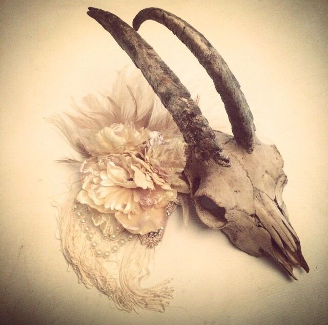 Rams skull