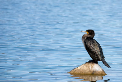 Bird perching on a sea