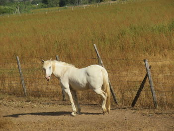 Horse standing in a field