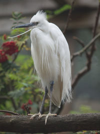 Close-up of bird perching on branch