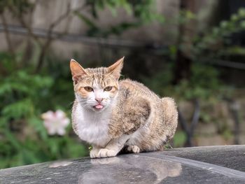 Portrait of cat sitting outdoors