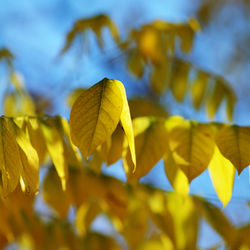 Close-up of yellow maple leaves