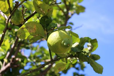 Low angle view of lemon fruits on tree