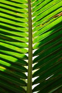 Full frame shot of palm leaves